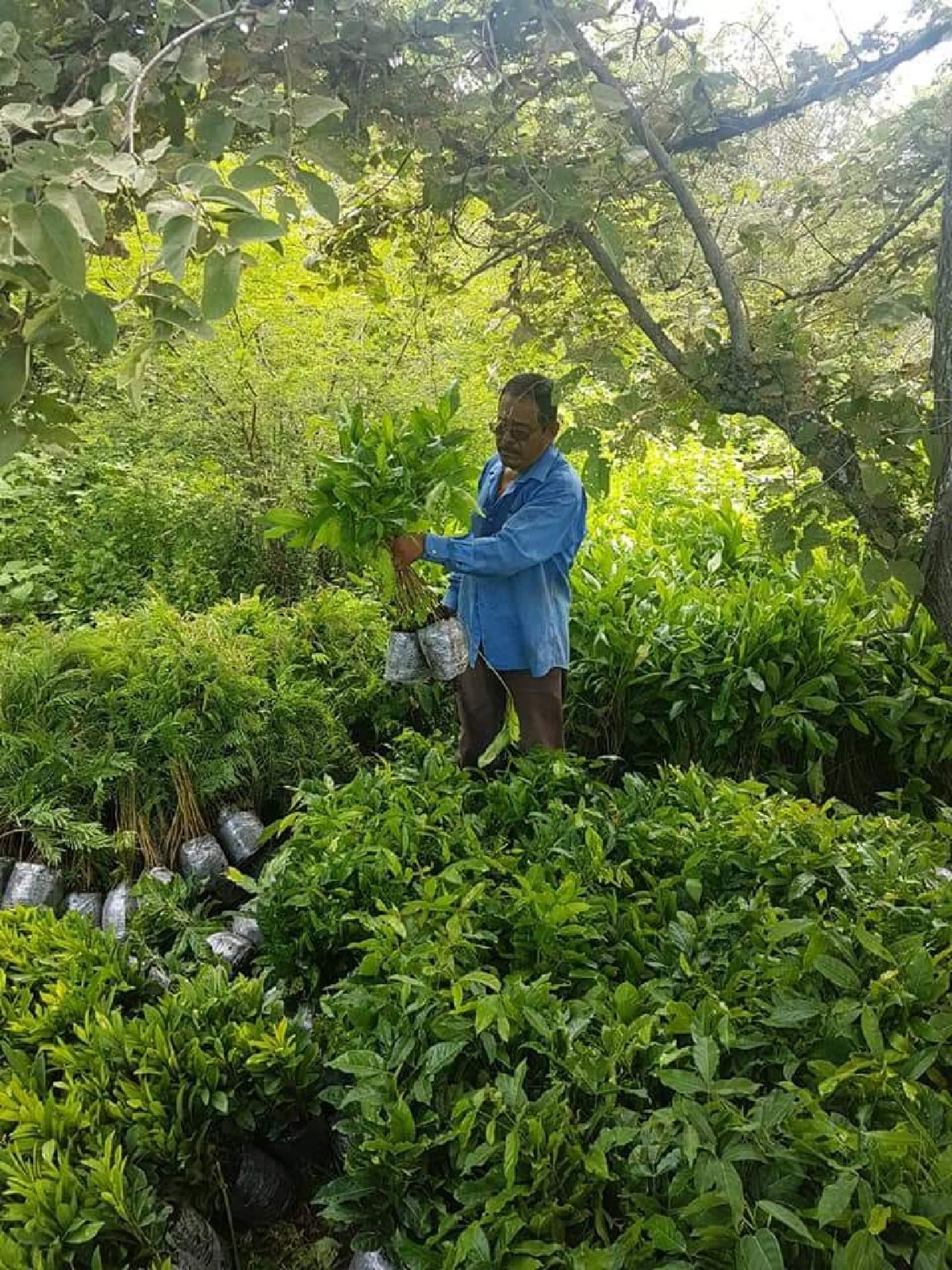 Continúan las tareas de reforestación en Coatetelco: ejidatarios