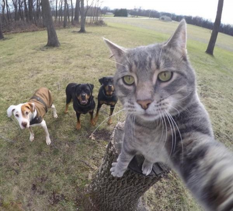 Conoce a Manny, el gato experto en selfies