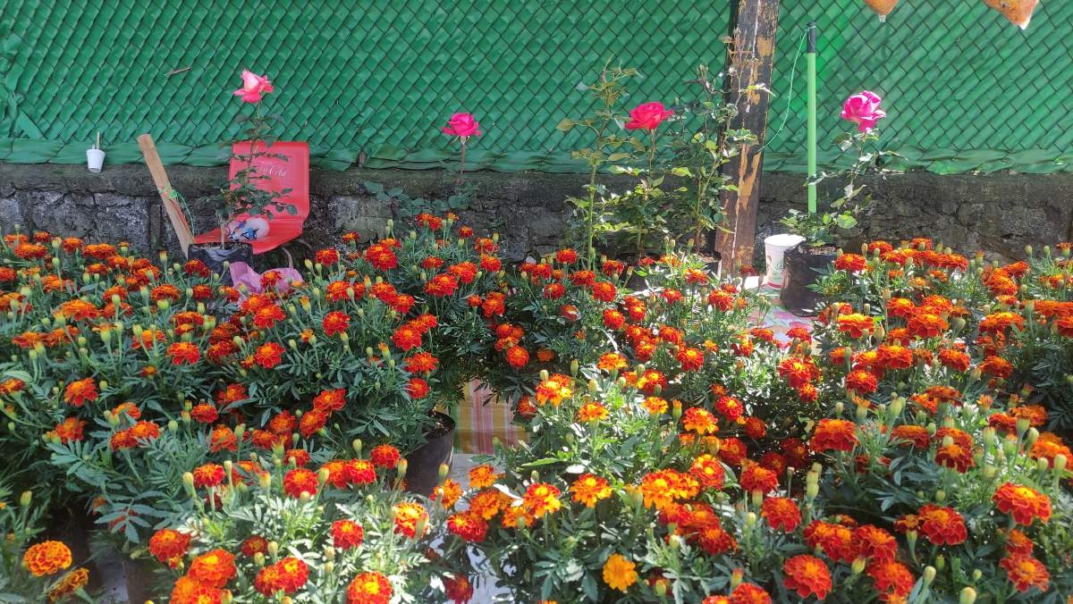 Vendió más flores que el año pasado