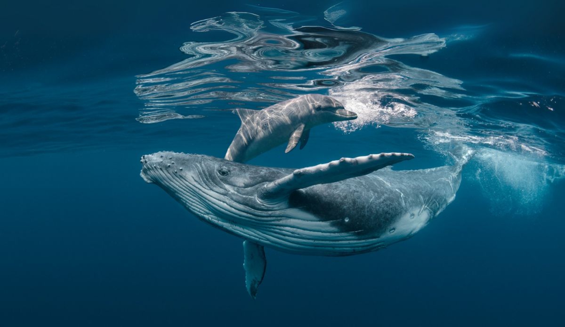 Conmemoración mundial para proteger a ballenas y delfines