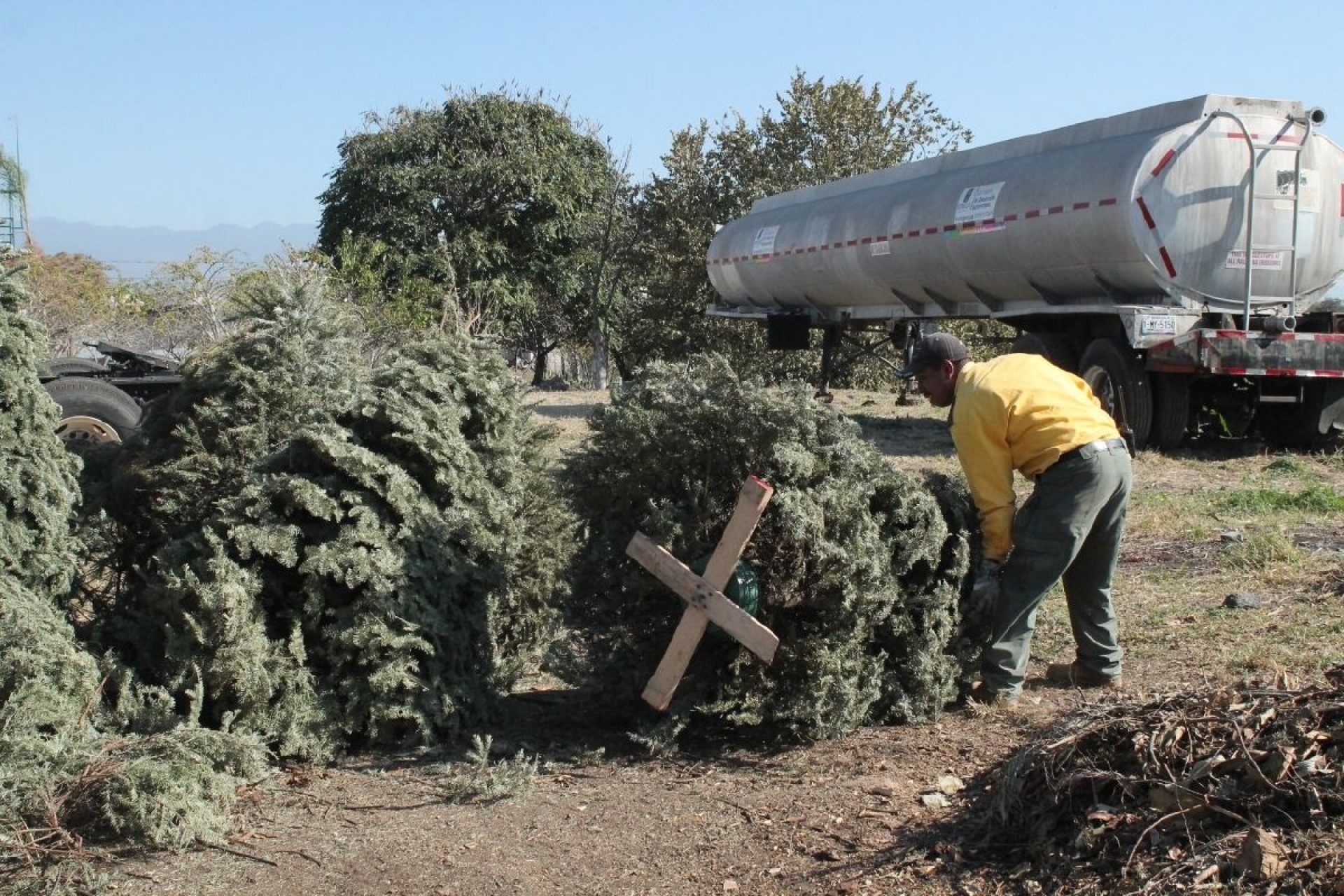Anuncian campaña de recolección de árboles de navidad en Morelos