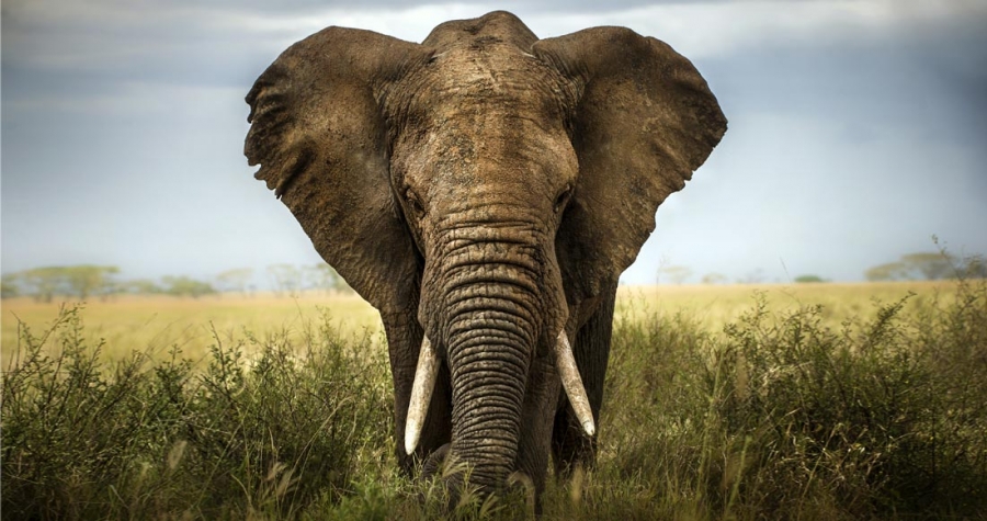 5 de las especies más inteligentes en la naturaleza