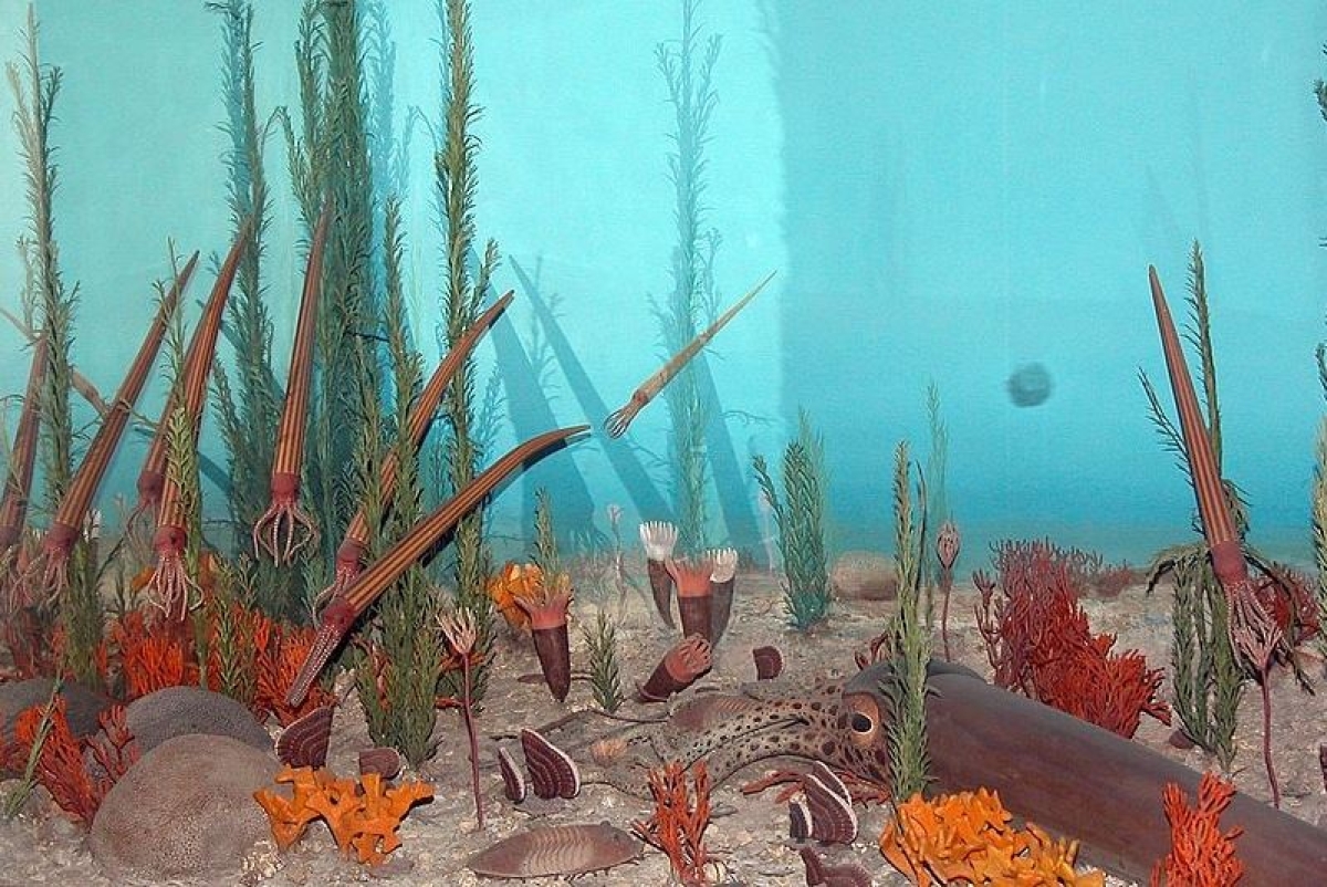 La gran explosión de biodiversidad marina no fue provocada por lo que creíamos inicialmente