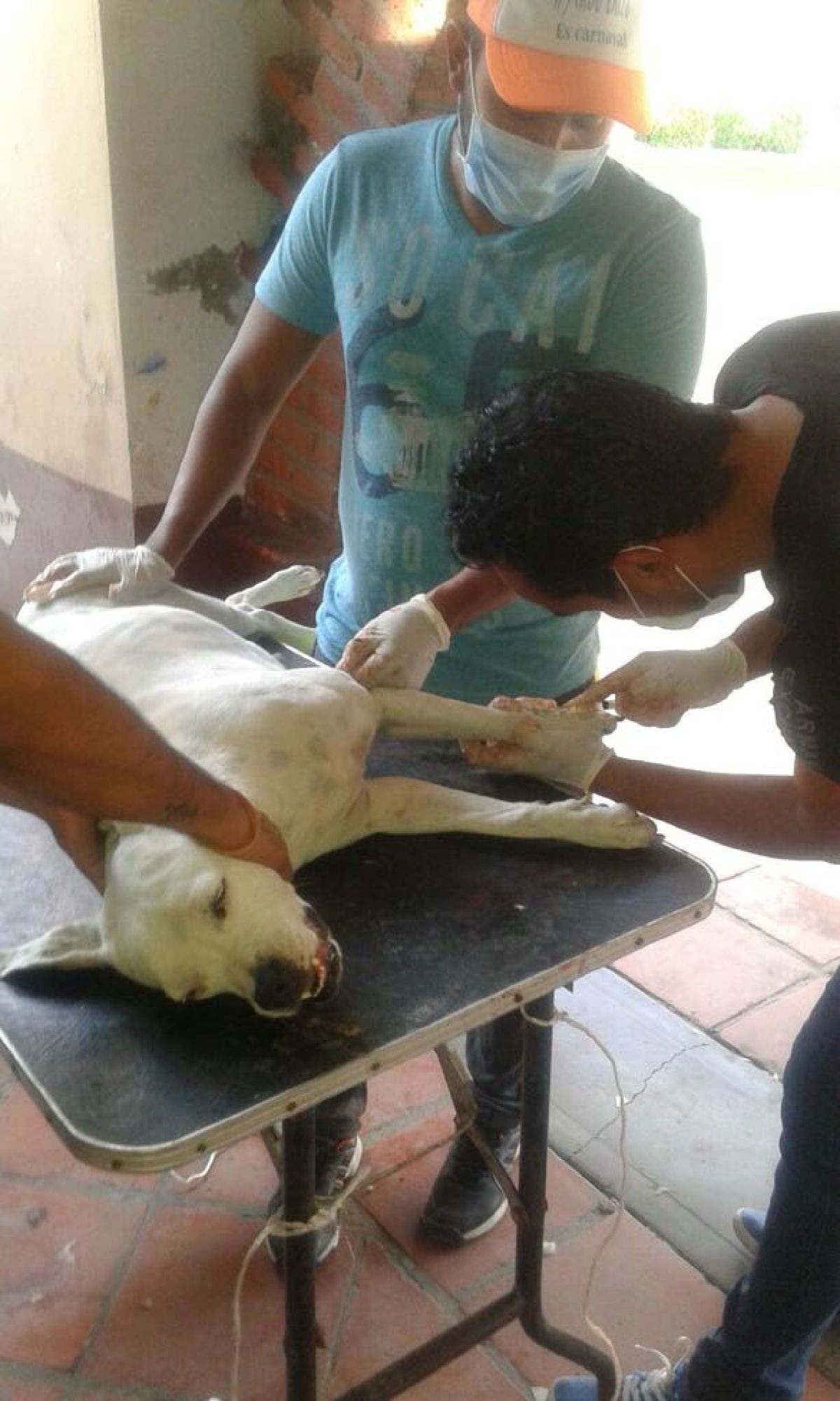 Perros callejeros, problema de salud en Huatecalco