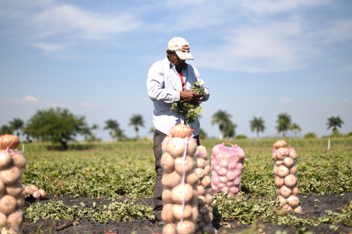 Destaca producción de jicama morelense