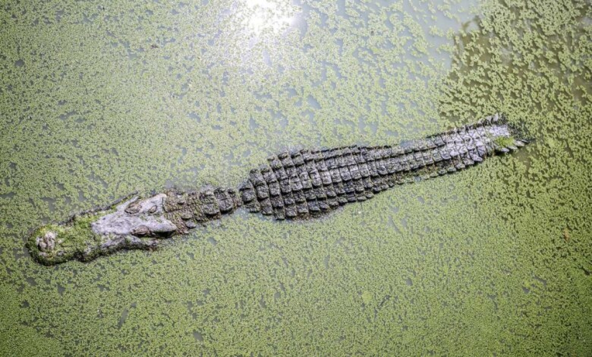 La mitad de especies de tortugas y cocodrilos están en riesgo de extinguirse