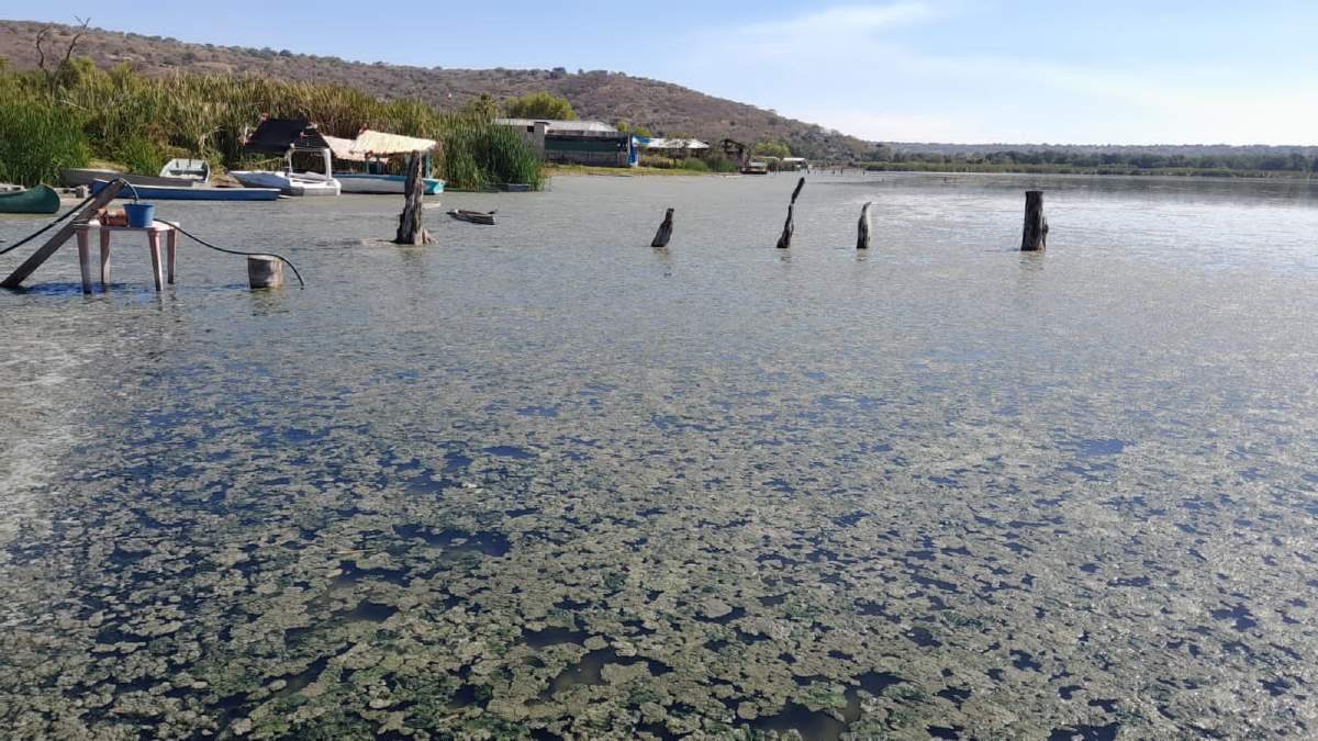 Sin atención, presencia de alga en la laguna de Coatetelco