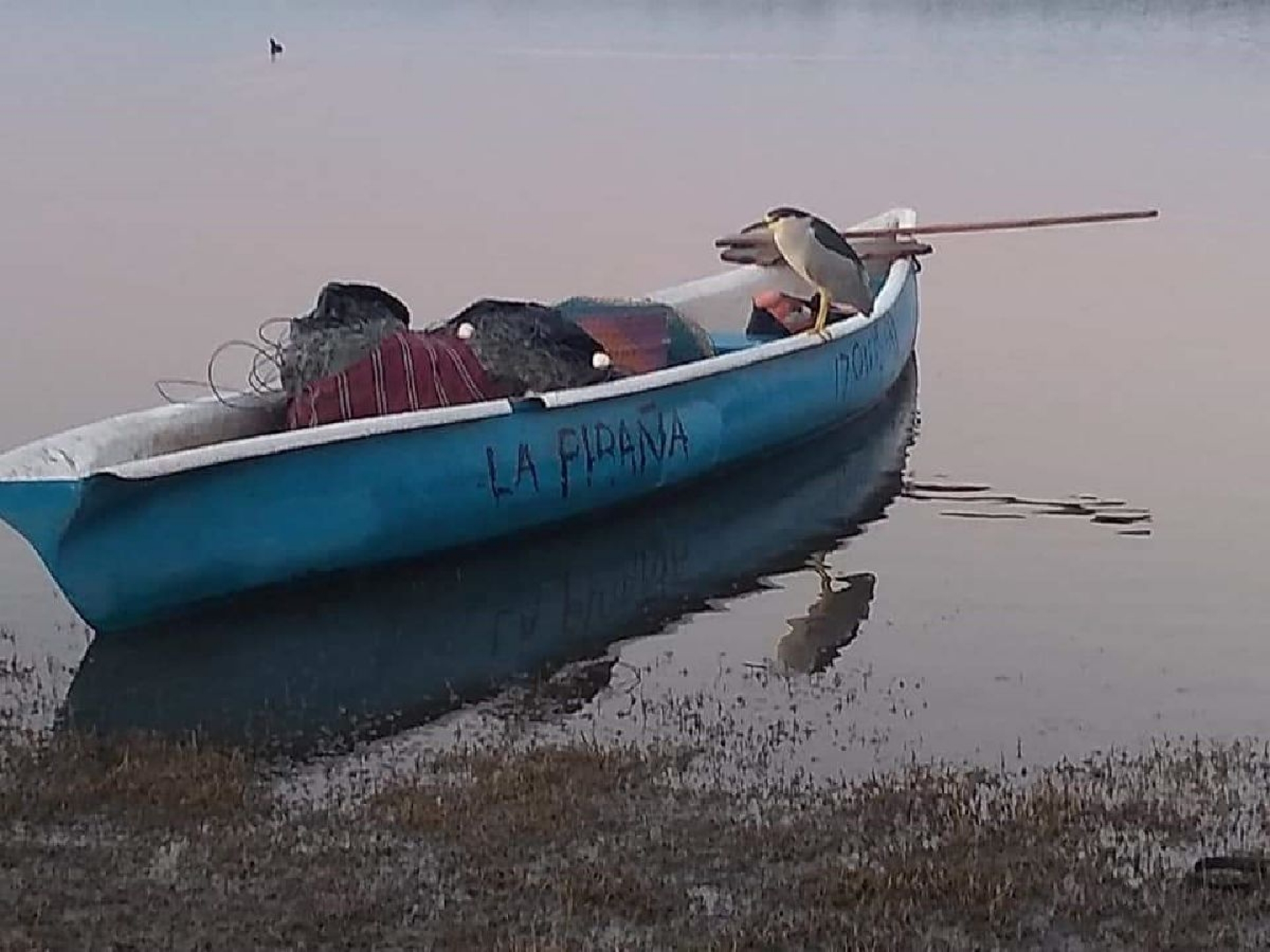 Águila y garza enana, fauna que se preserva en lagunas de El Rodeo y Coatetelco