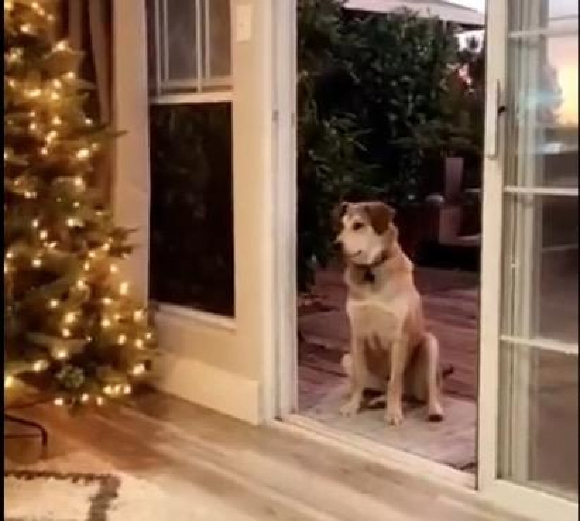 VIDEO: La puerta invisible que "impide" entrada de perrito
