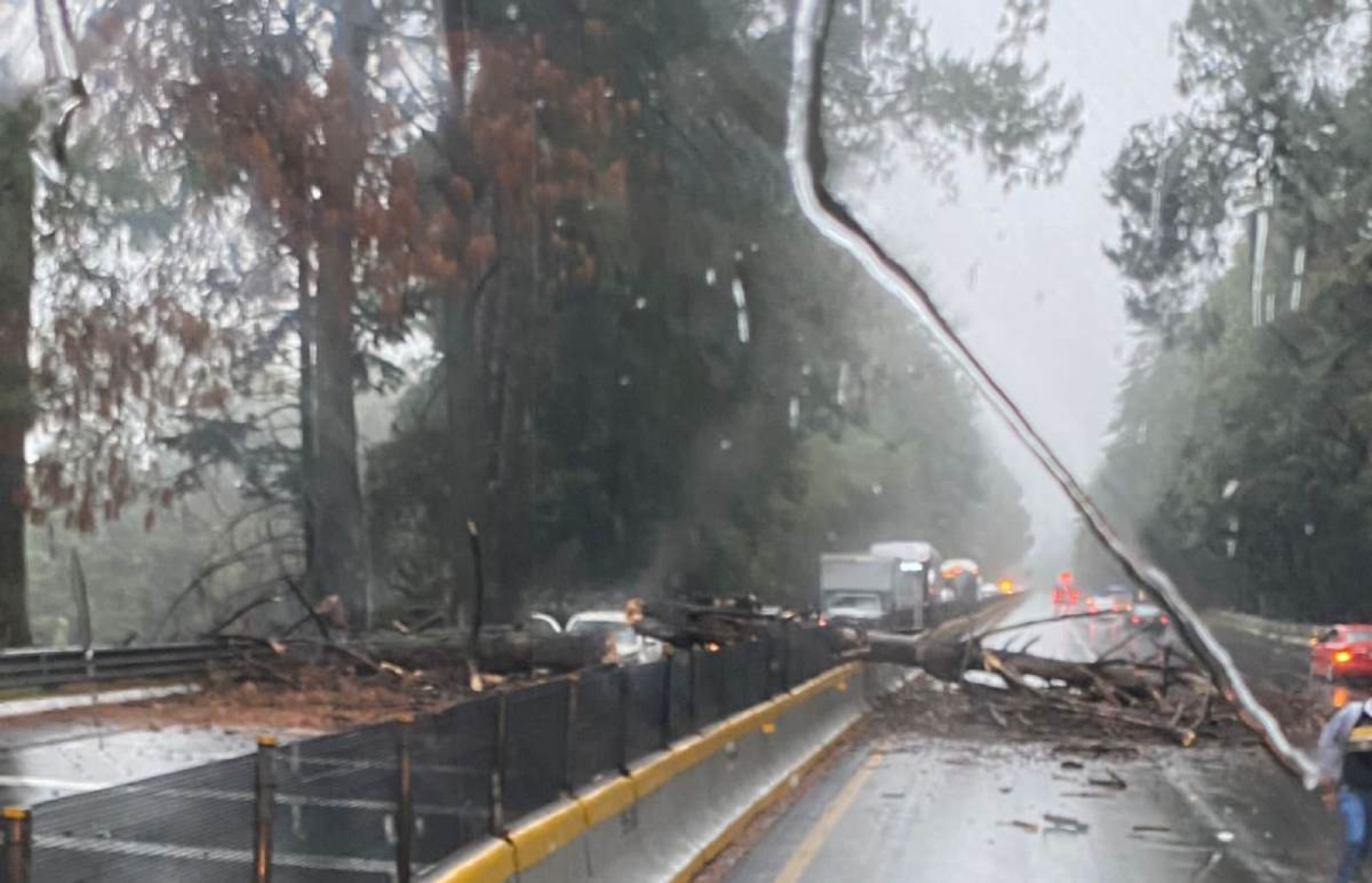 Cae árbol en la autopista México-Acapulco