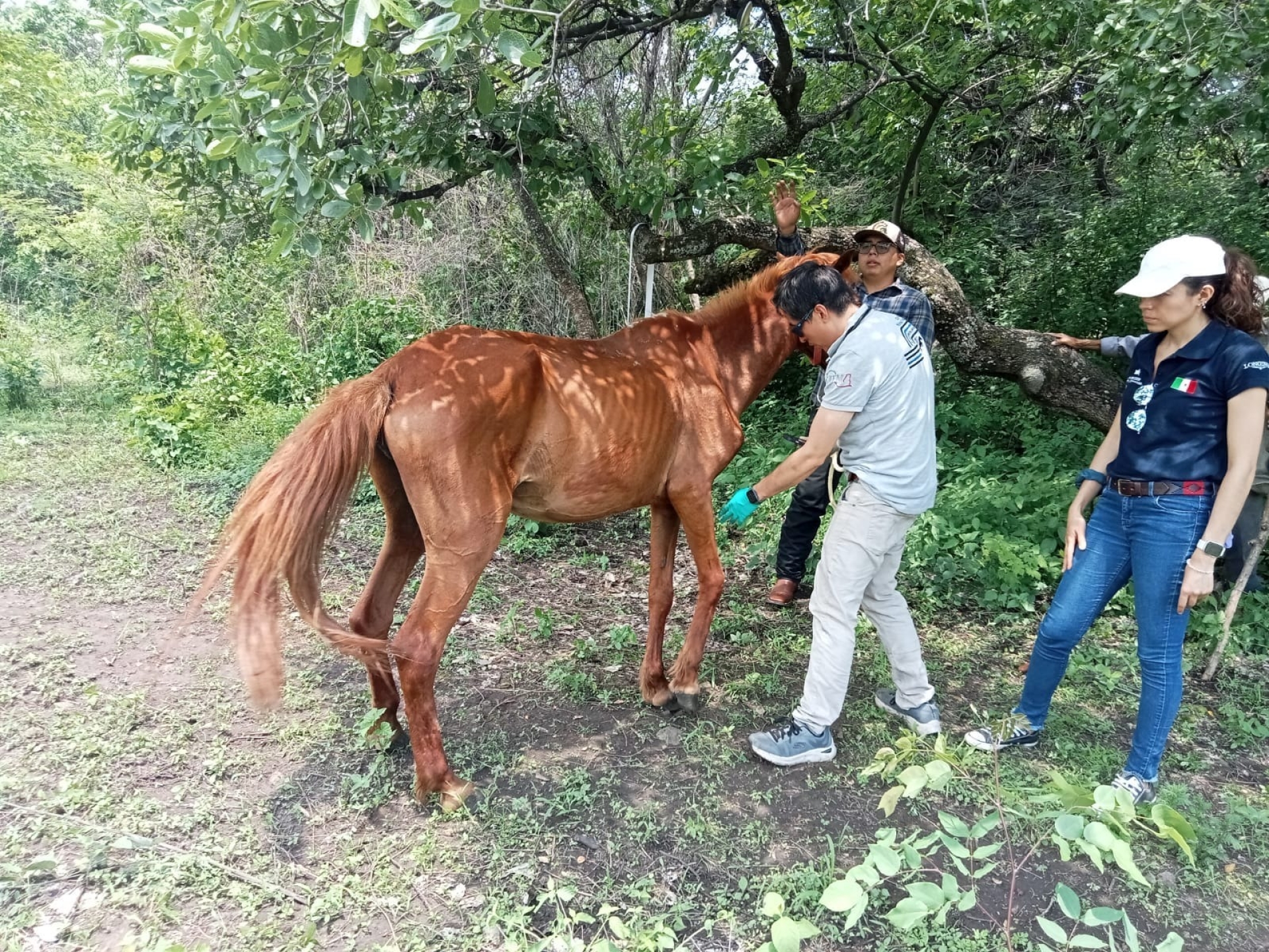 Atienden Propaem y FGE denuncia por maltrato a caballo en Tepoztlán