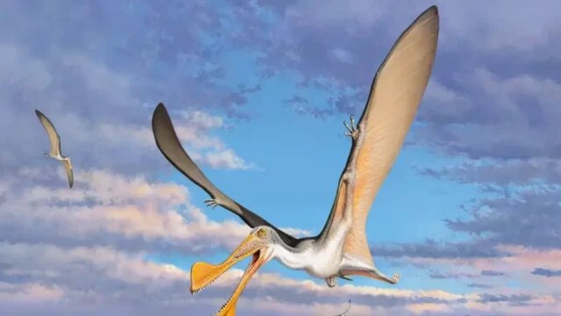 Fósiles revelan nueva especie de reptil volador en Australia