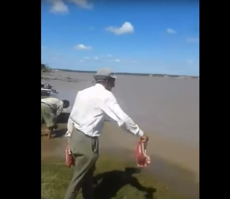 VIDEO: ¡Pirañas al ataque!