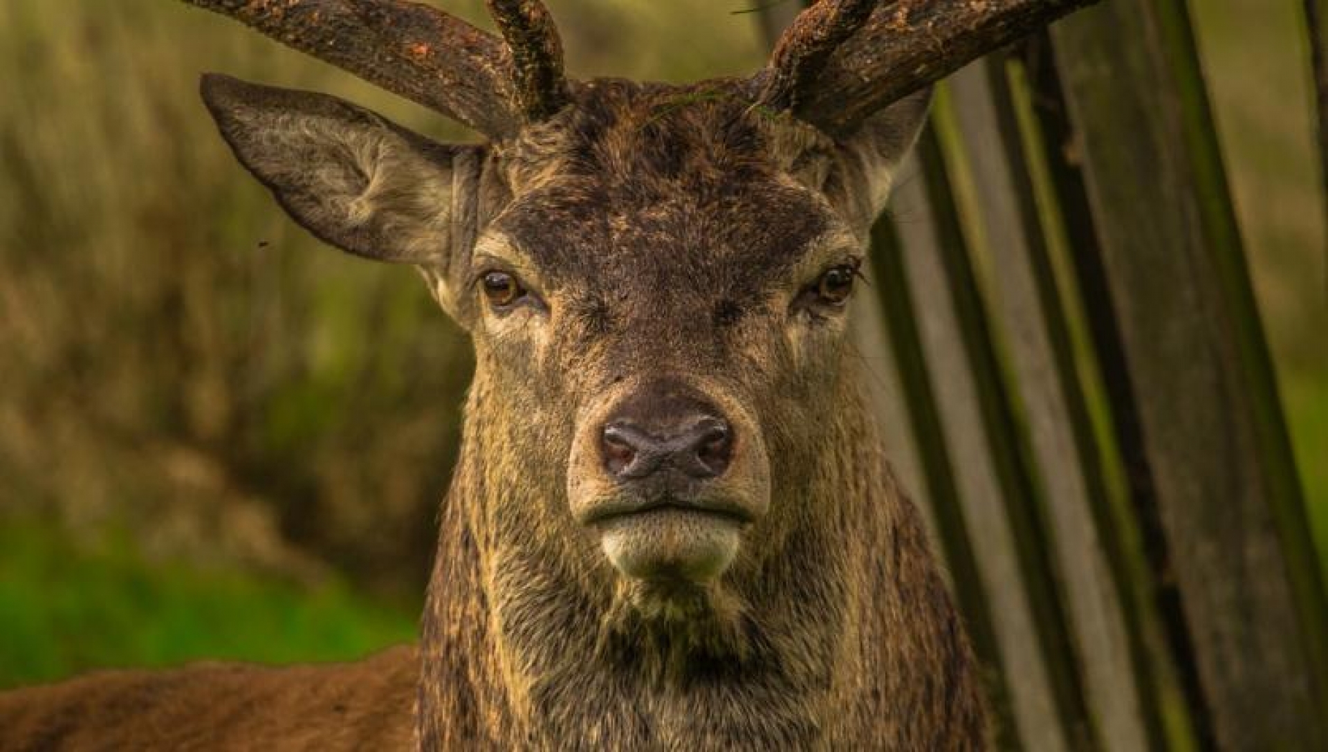 Cazador muere tras ser atacado por un venado al que creyó matar