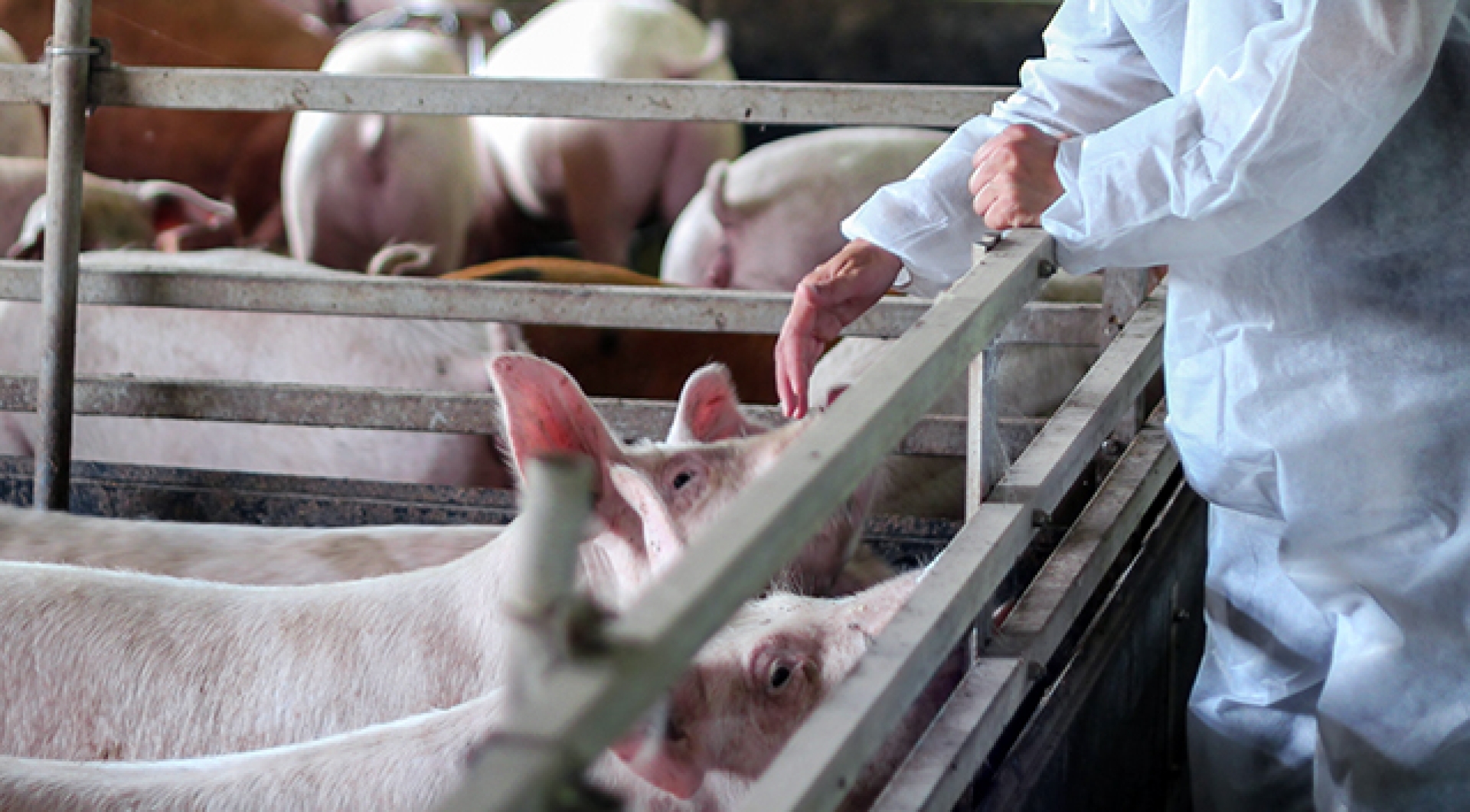 México suspende importación de cerdo desde España por peste porcina africana