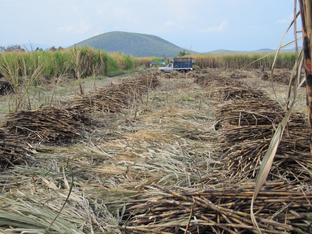 Favorable para la agroindustria de la caña de azúcar revisar el TLCAN: UNC
