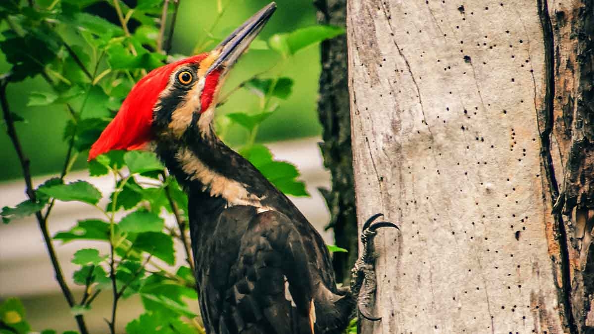 Estados Unidos declara extinto al "pájaro carpintero" de pico marfil