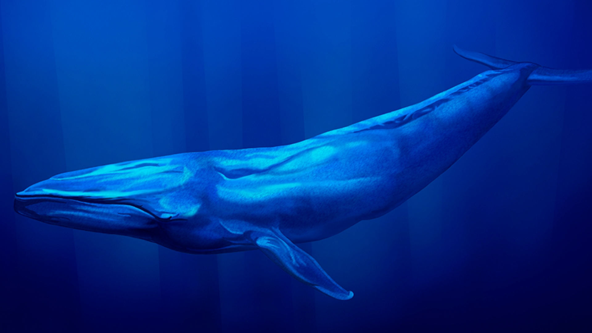 Captan en VIDEO a la ballena azul, el animal más grande del planeta Tierra
