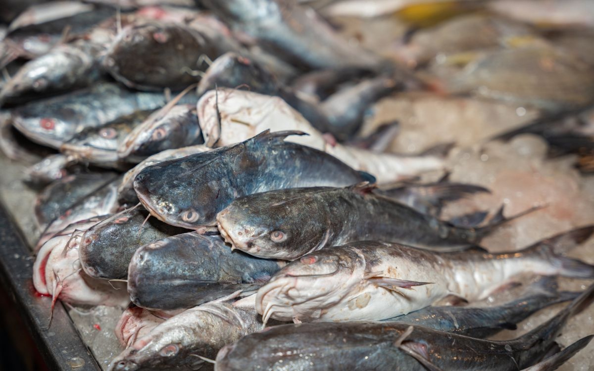 Hasta 4 de cada 10 pescados en México no son lo que compras