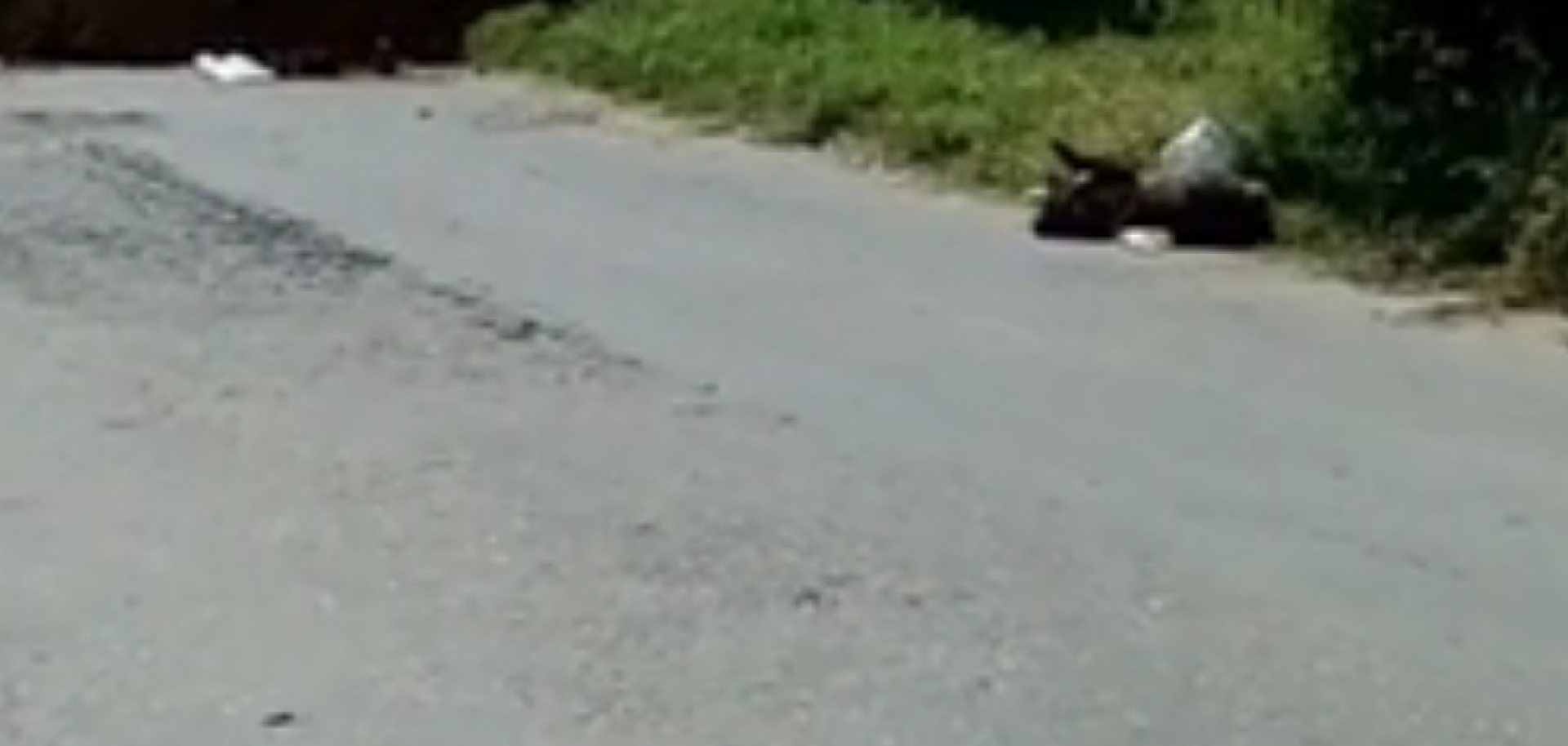 Atiende Propaem denuncia sobre hallazgo de 25 perros muertos