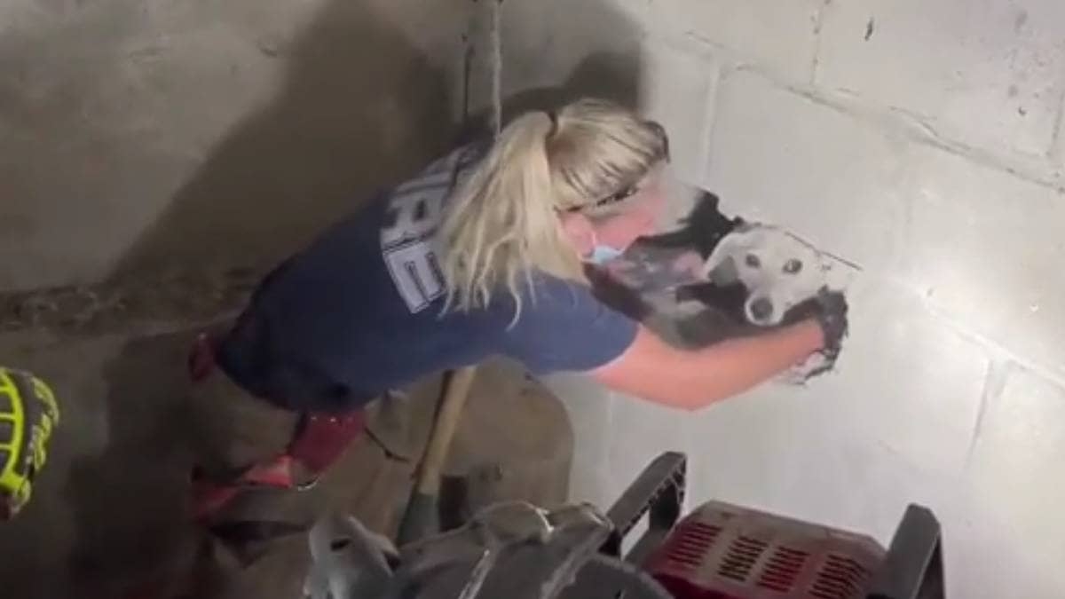 Rescatan a perrita que quedó atrapada entre 2 paredes