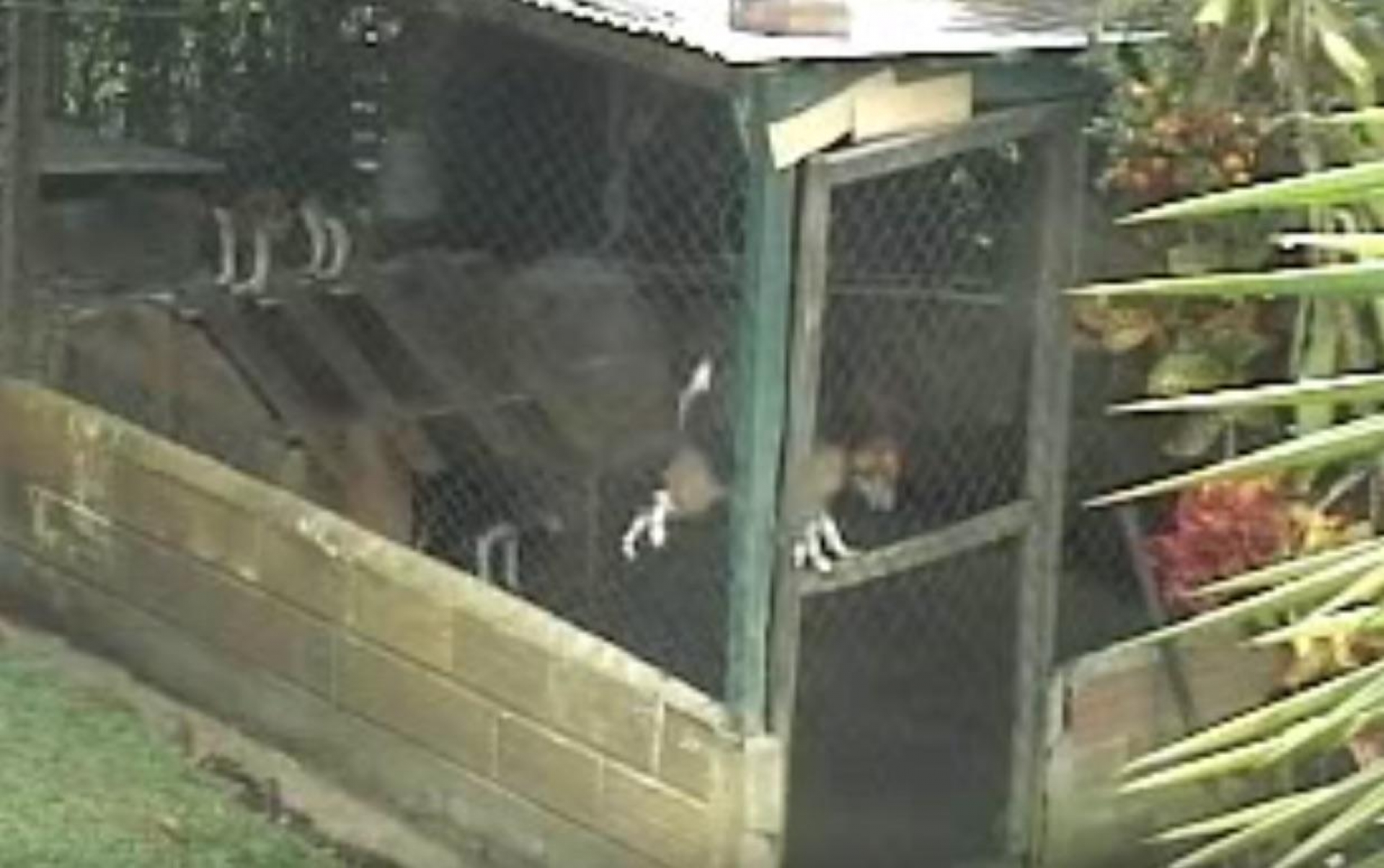 VIDEO: Perro 'ninja' escapa de jaula empleando insólita maniobra