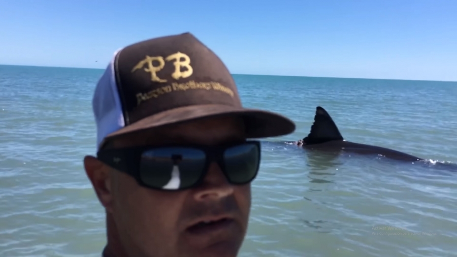 Impresionante, enorme tiburón blanco sorprende a bañistas en playa