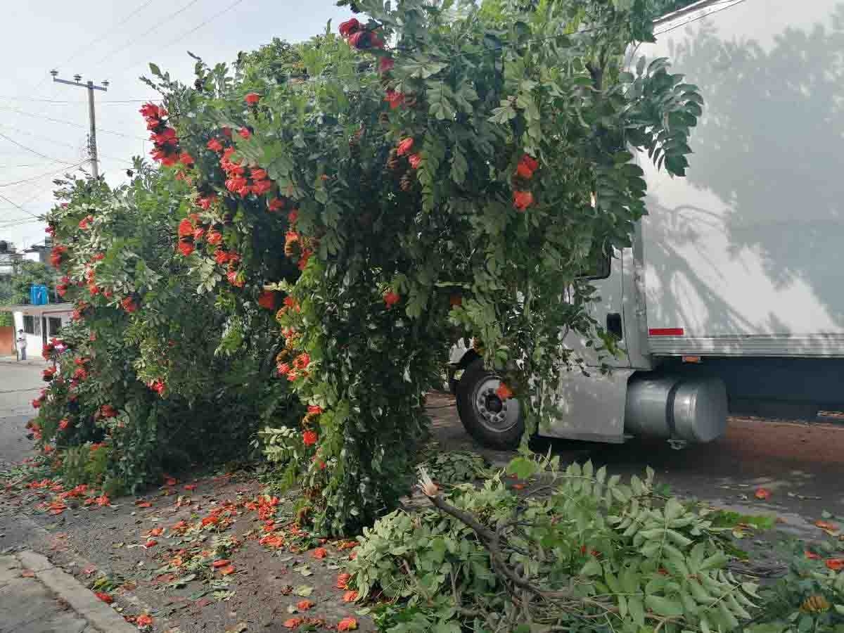 Cae árbol sobre dos vehículos en la Barona