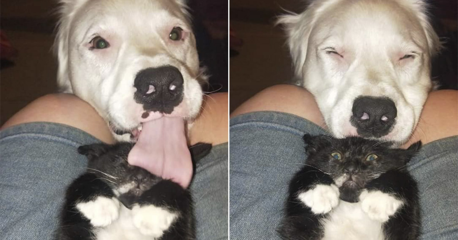 Perro ciego y sordo consuela a cada animal rescatado que llega a casa