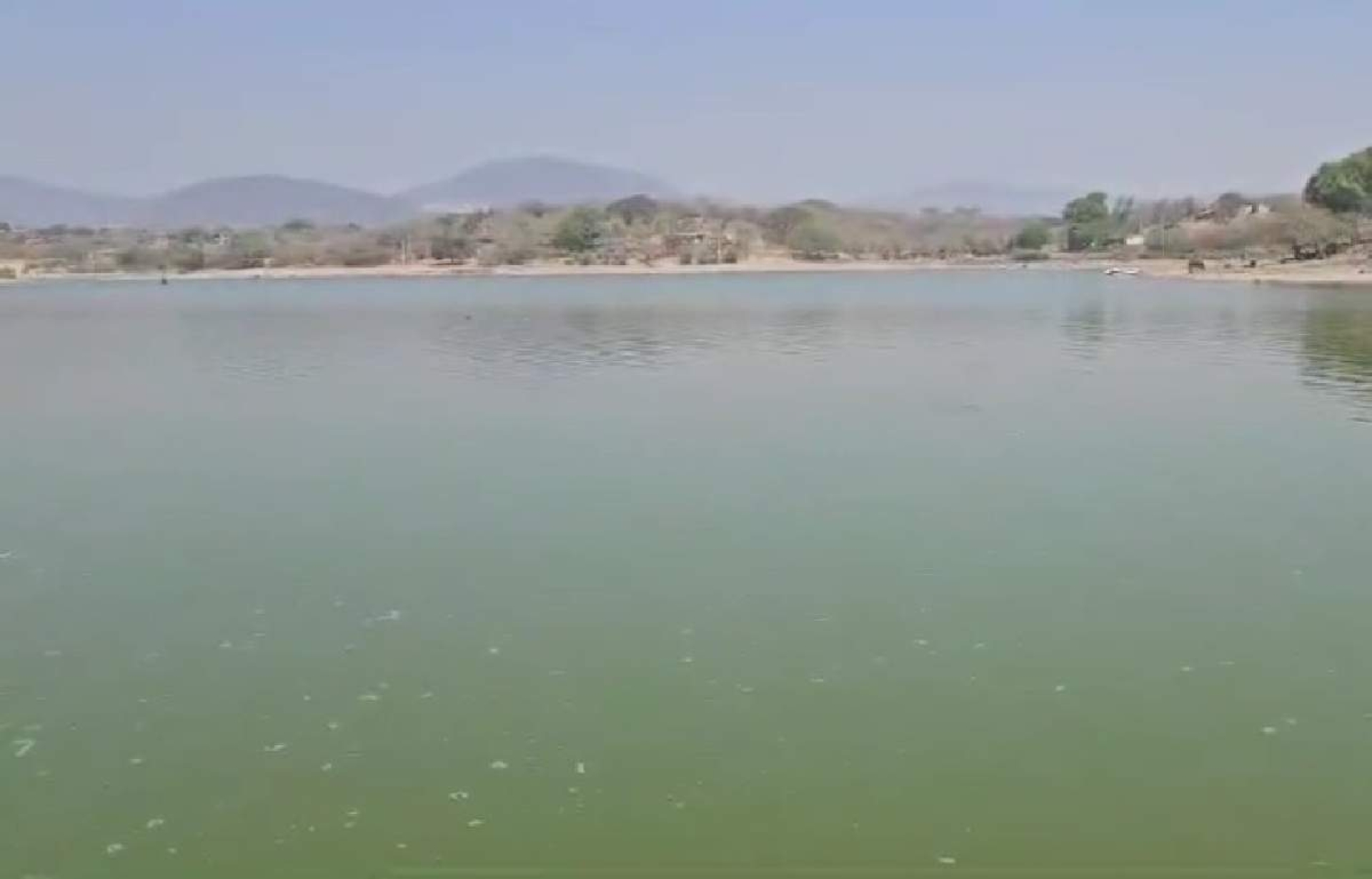 'Pez diablo' afecta producción de mojarra en la presa de Contlalco