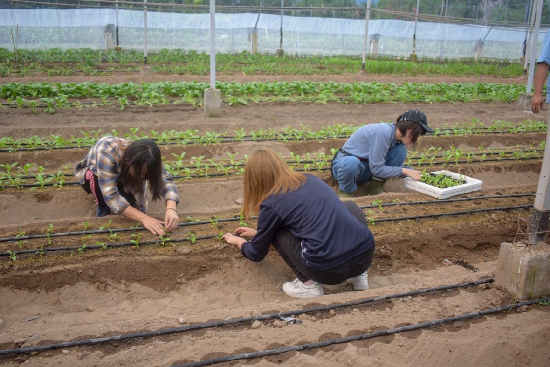 Impulsarán producción de vegetales orientales