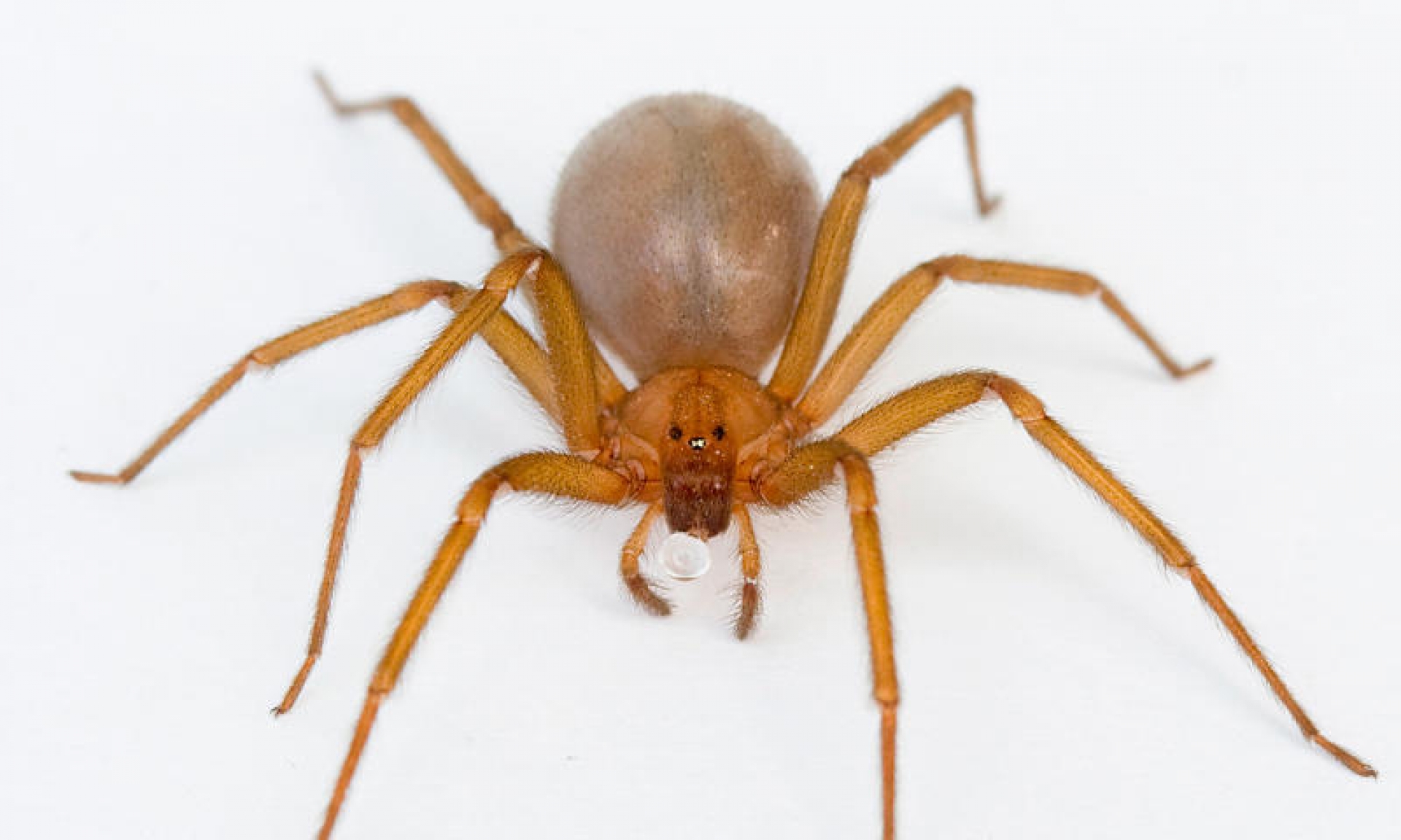¡Cuidado con la araña violinista!