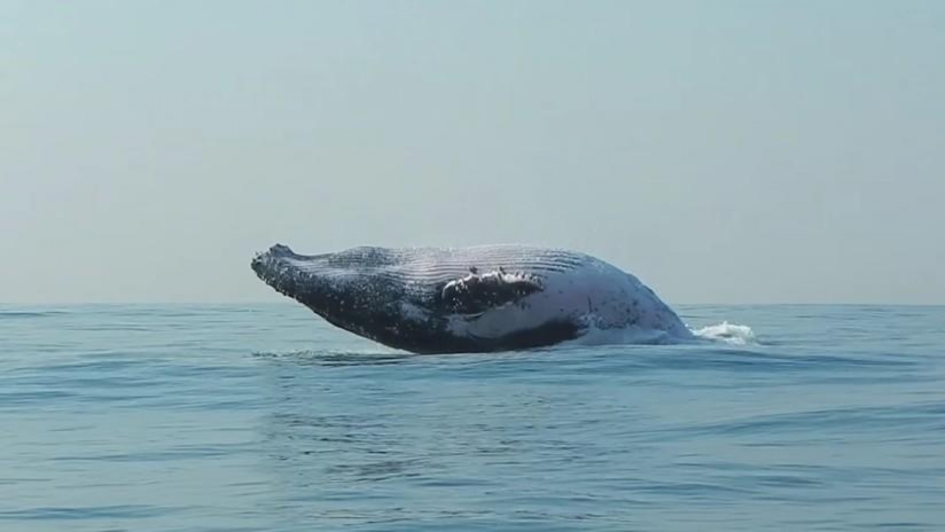 VIDEO: ¡Como un delfín! ballena de 40 toneladas salta en el océano
