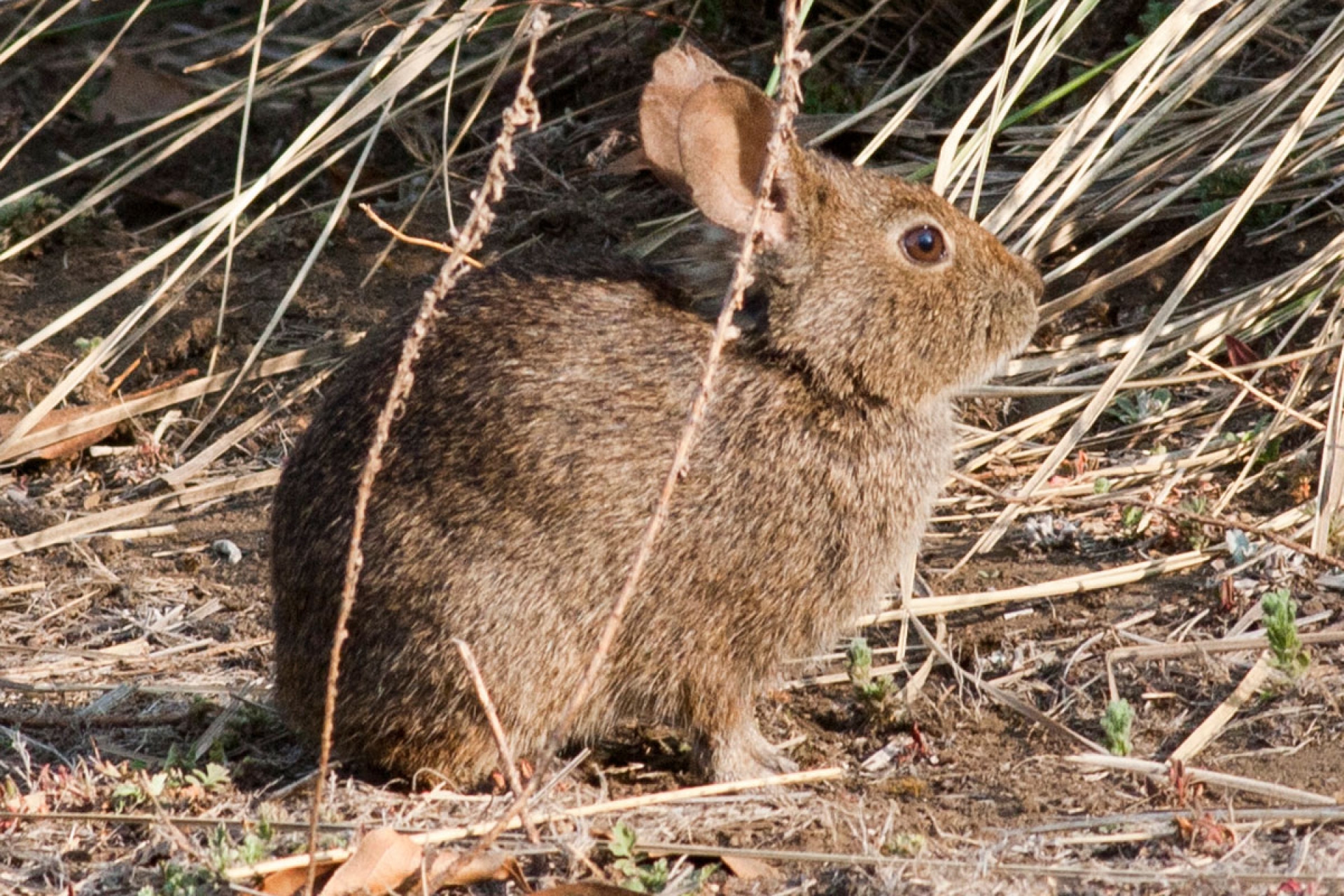 Estrenan serie “especies extraordinarias” de animales y plantas de Morelos