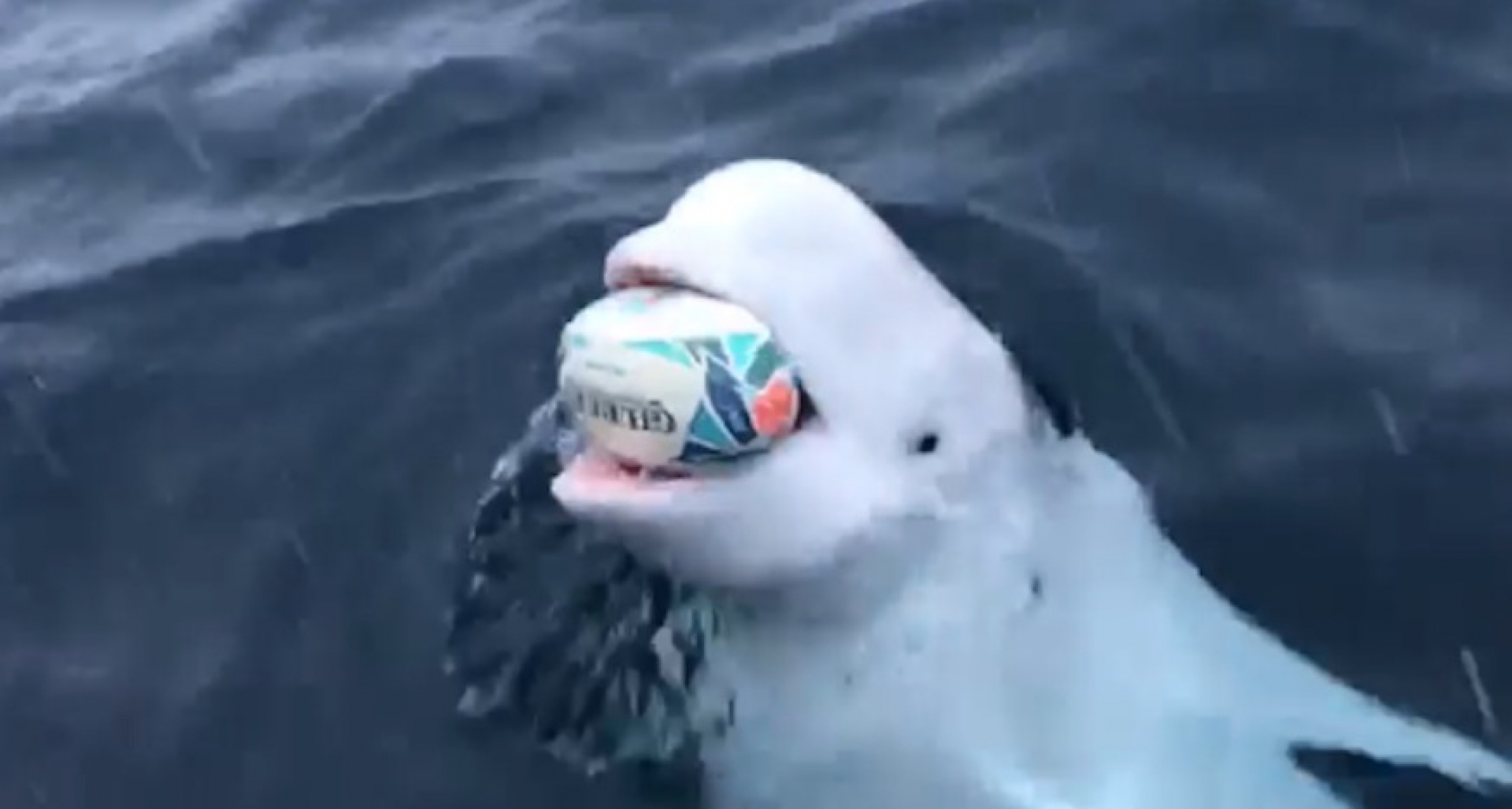 VIDEO: Una beluga juega al rugby en medio del océano