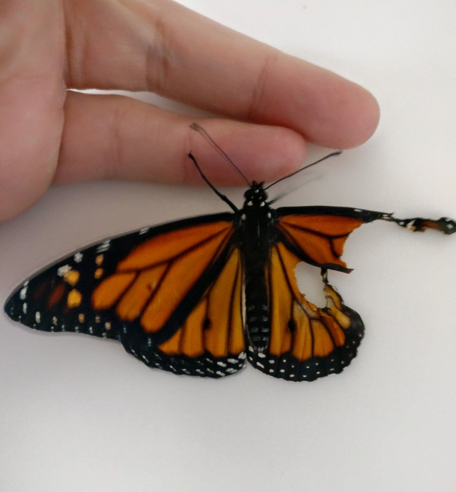El transplante de una mariposa en 7 imágenes