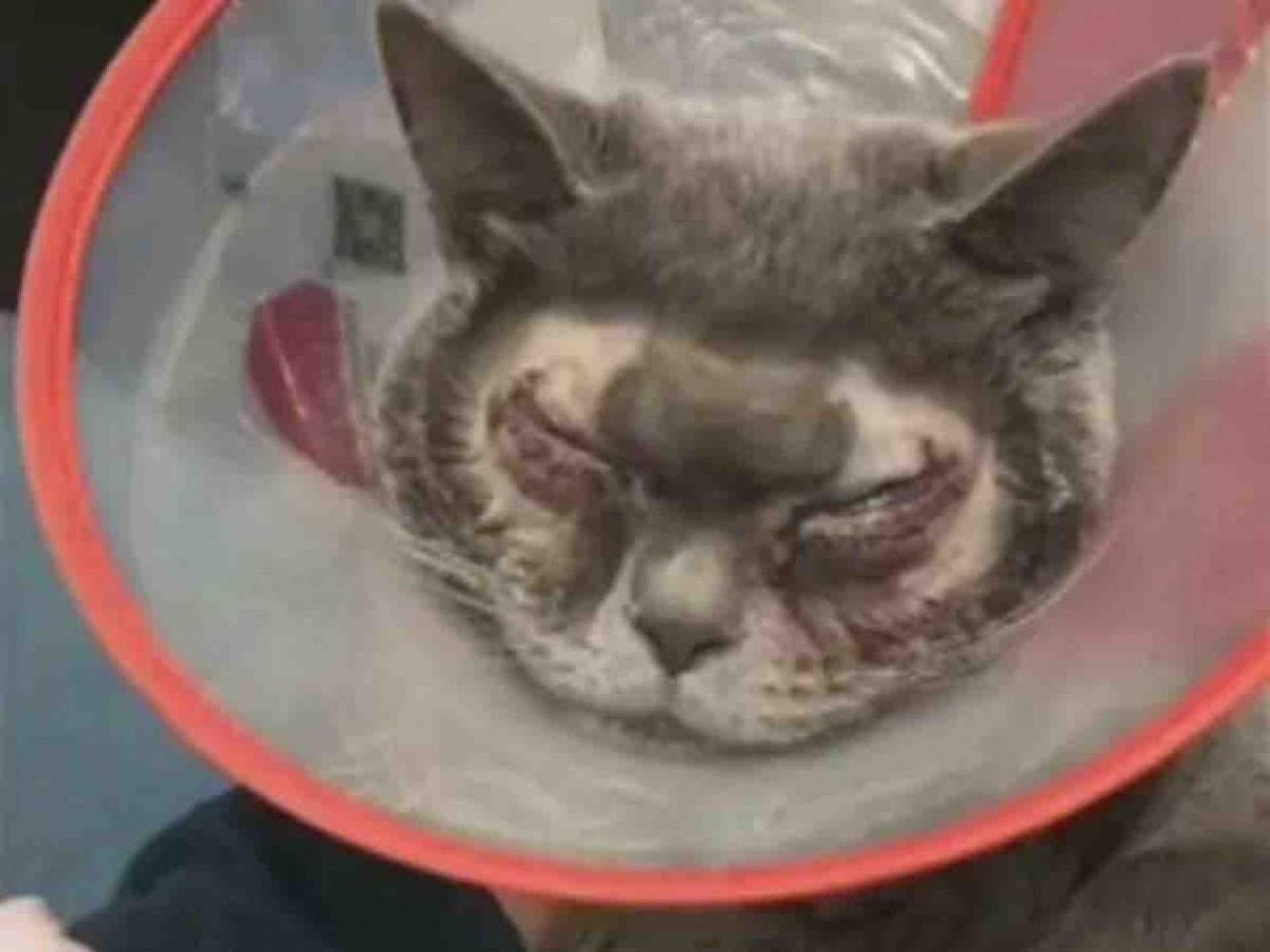 Opera a su gato porque 'tenía ojos feos'