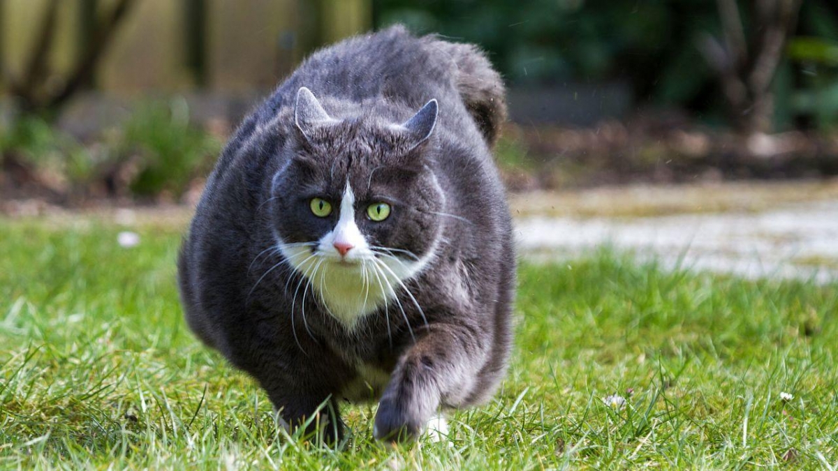Los gatos también pueden desarrollar diabetes