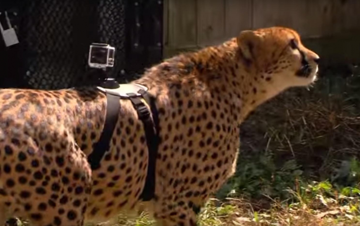Graban con una GoPro carrera de leopardo en primera persona