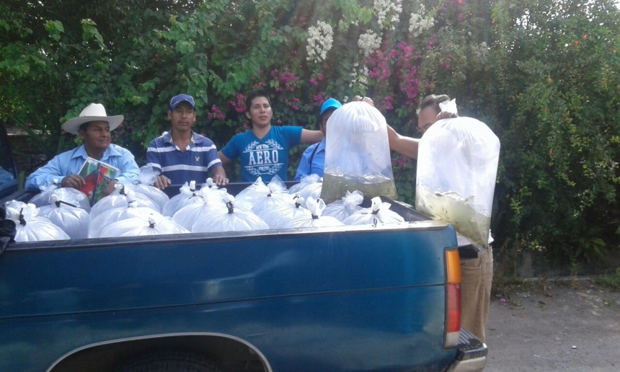 Pega a pescadores de Miacatlán aumento en costos de cría de tilapia