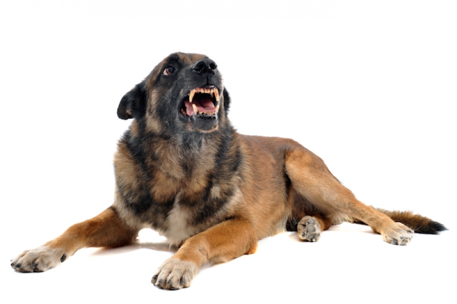 ¿Y si el perro que ladra, muerde?: qué hacer ante un ataque