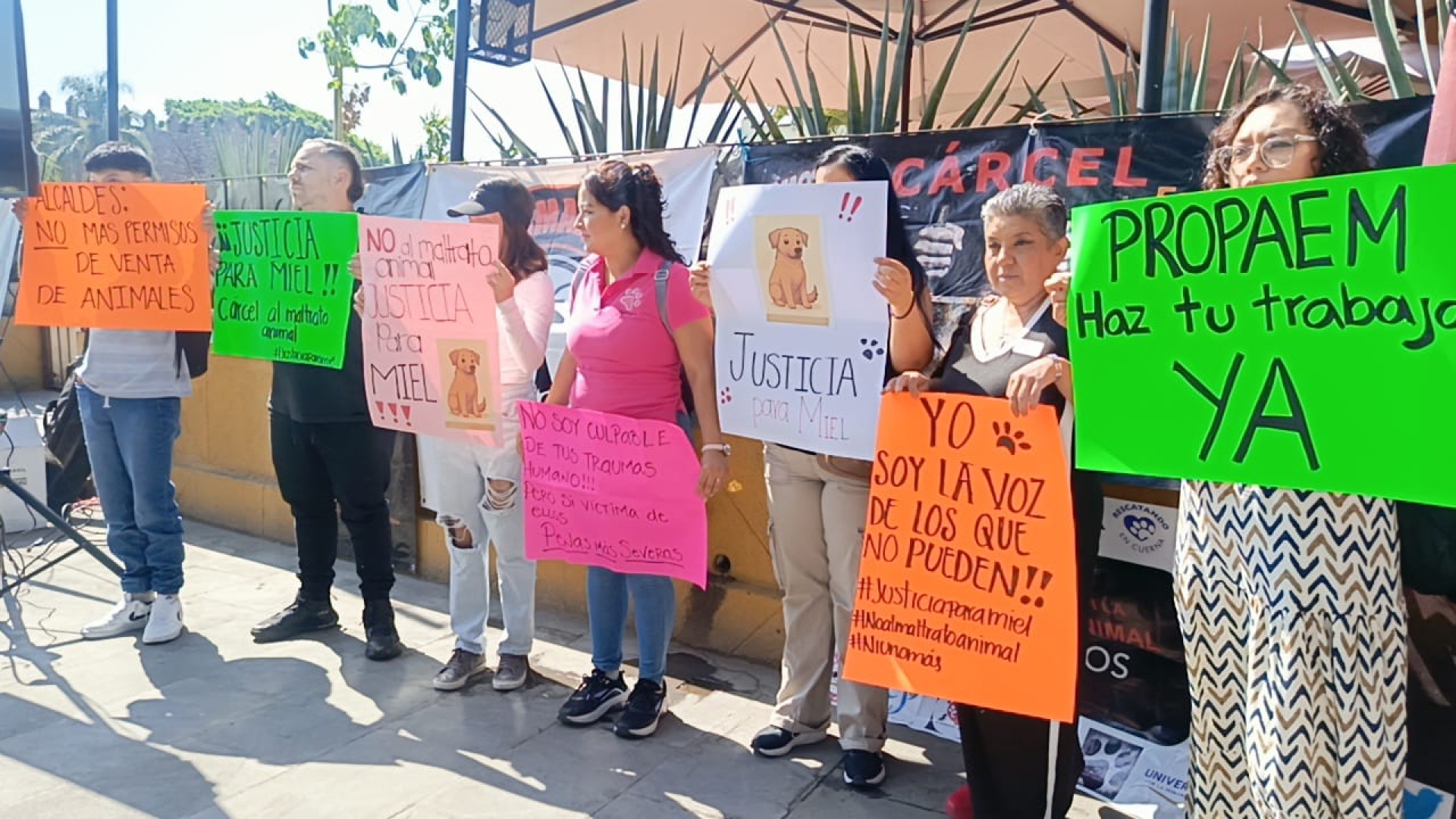 Exigen acciones efectivas contra el maltrato animal