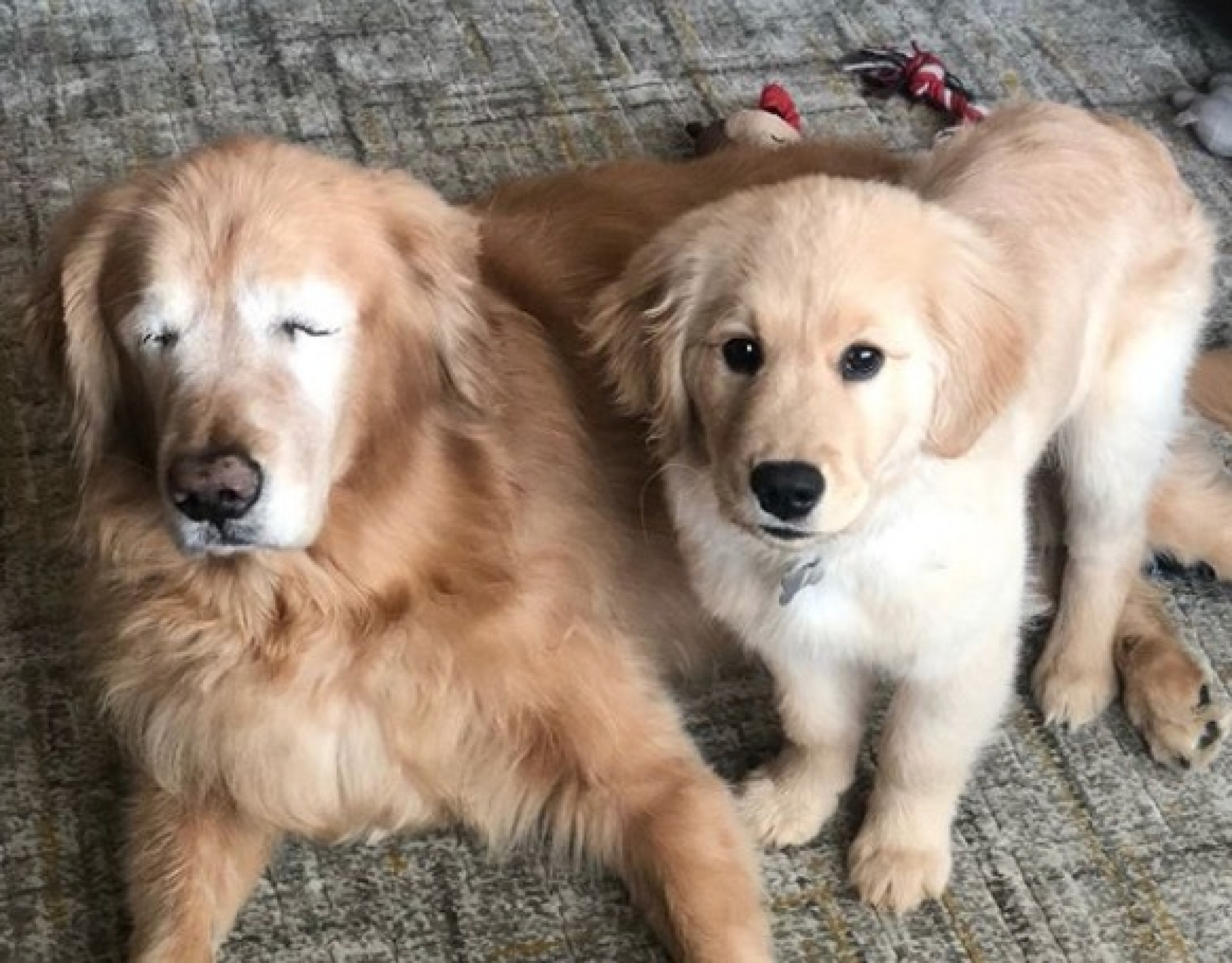 VIDEO: Maverick, el perrito que le sirve de guía a su amigo