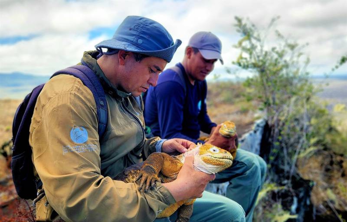 ¡'Milagro' en isla de Galápagos! Nacen iguanas terrestres tras dos siglos de ausencia