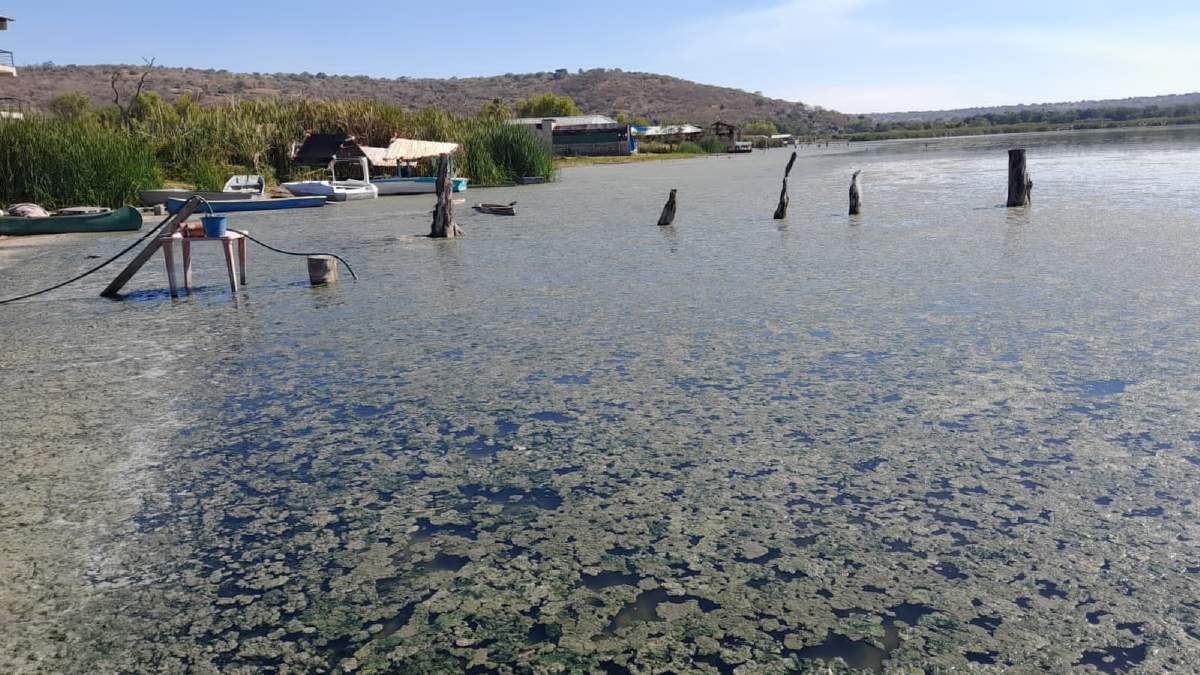 Palaperos llaman a delimitar zona federal en la laguna de Coatetelco