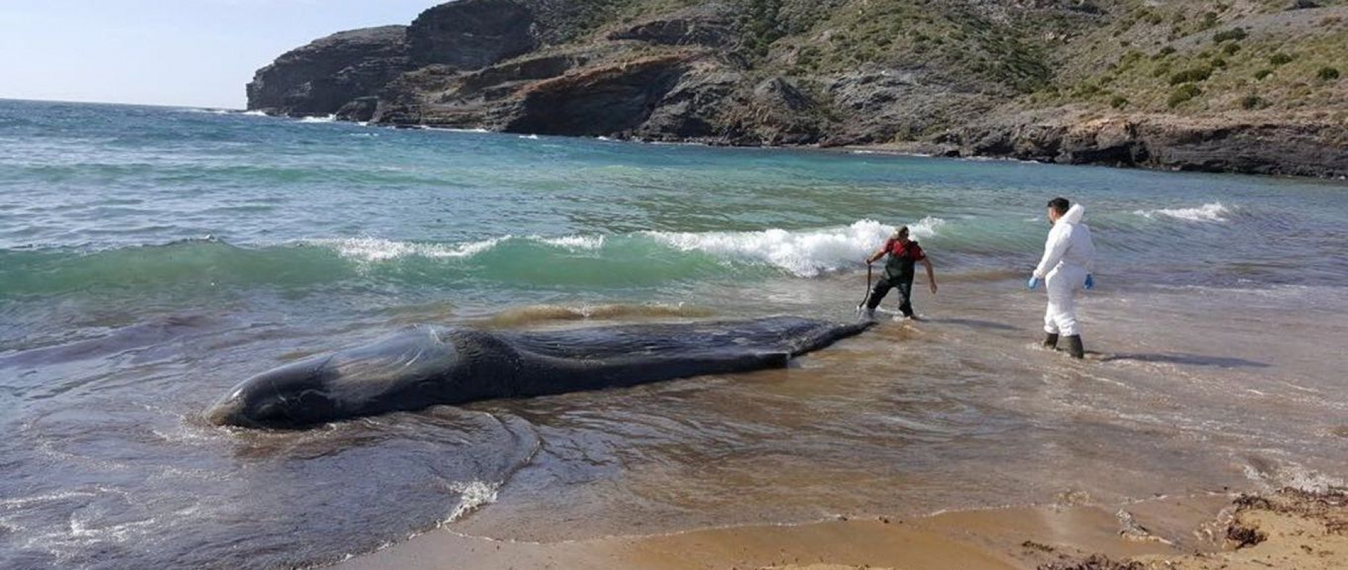 Encuentran 29 kilos de desechos en el estómago de una ballena varada