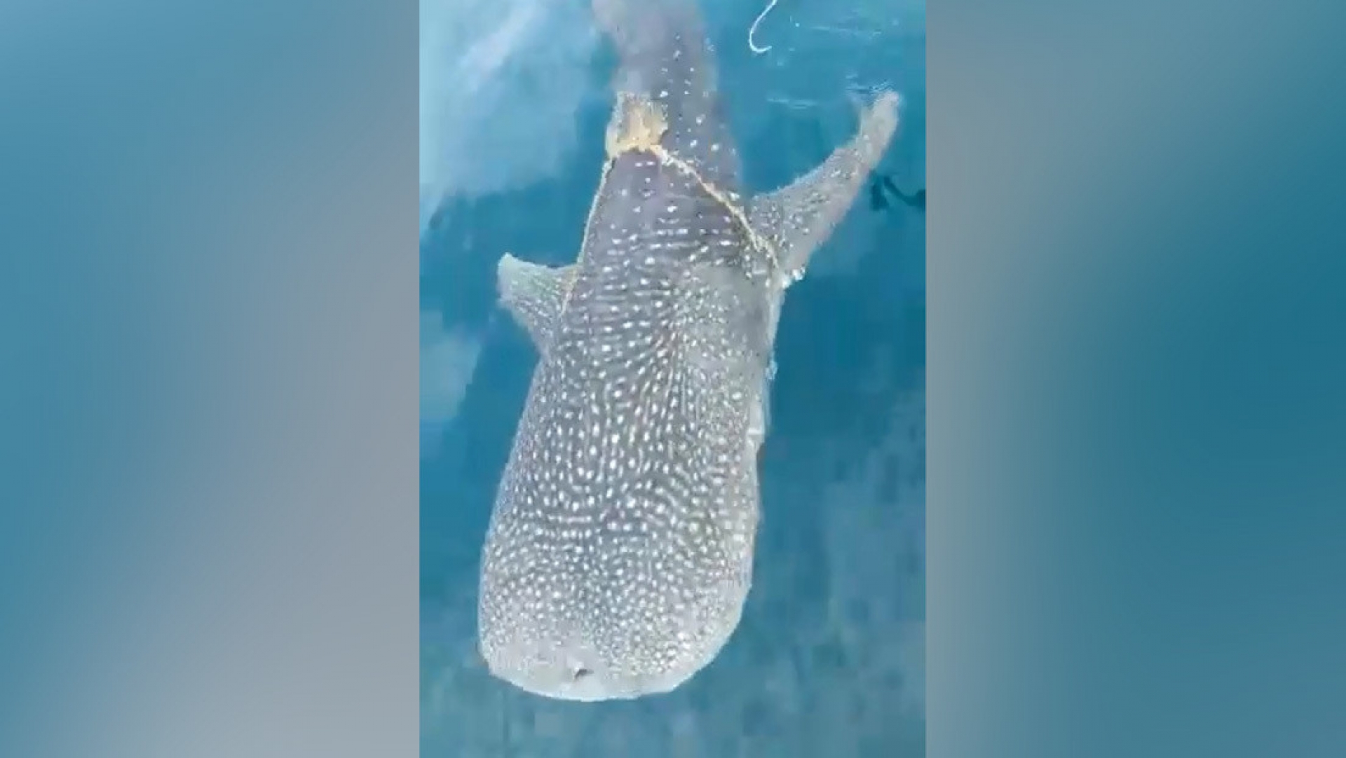 VIDEO: ¡La inteligencia de un animal!