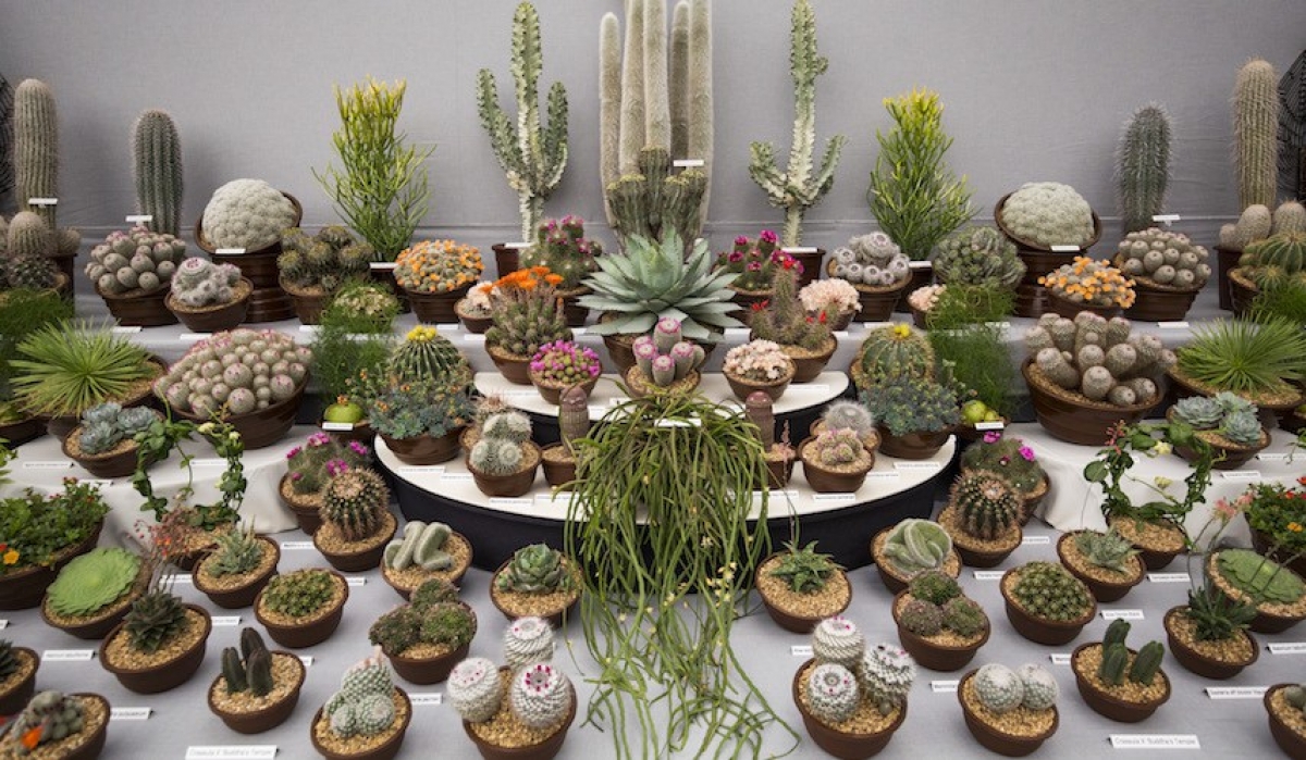 Adopta plantas mexicanas en peligro de extinción