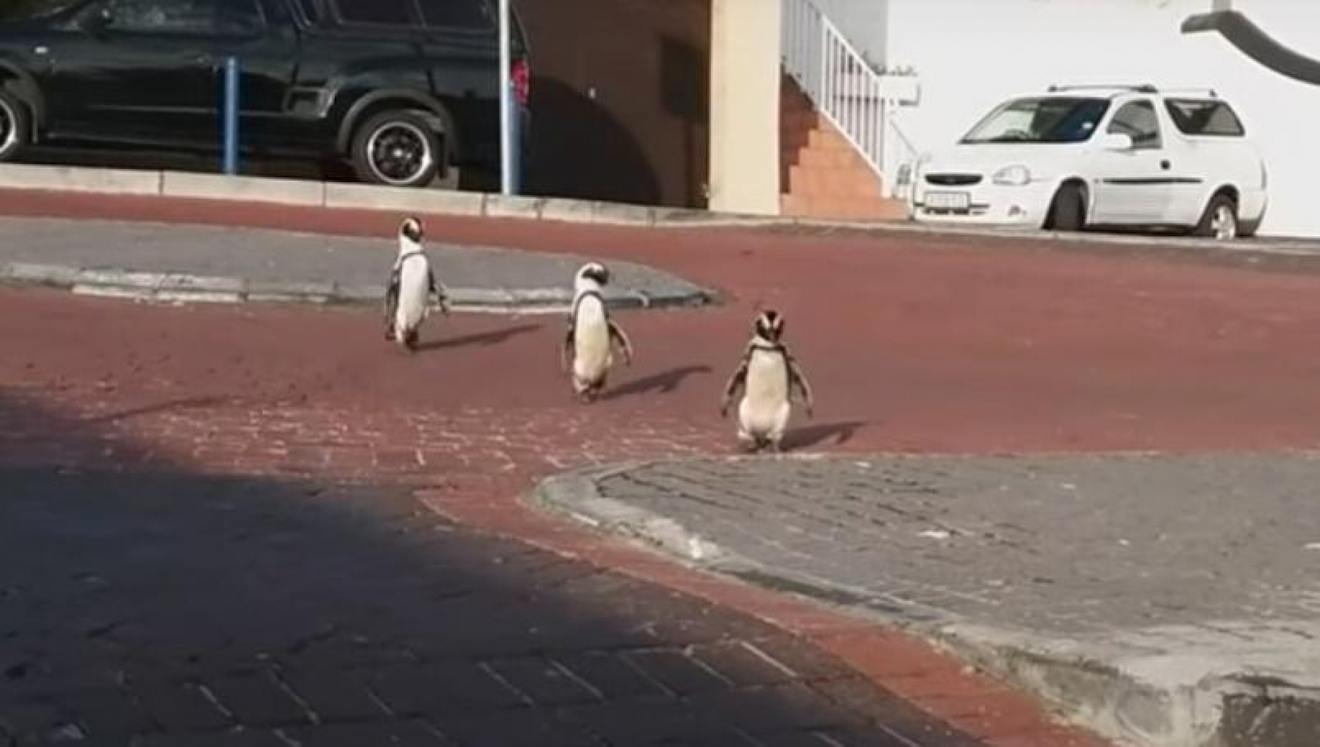 VIDEO: Pingüinos aprovechan ausencia de humanos y salen a pasear