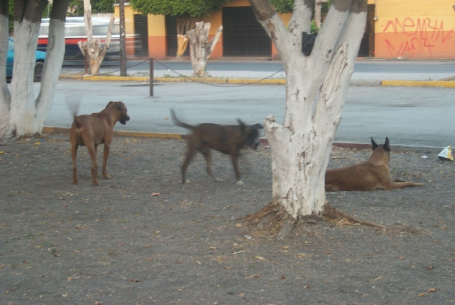 Perros callejeros, problema de salud pública